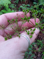 Ligusticum canadense