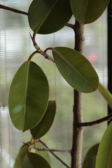Ficus macrophylla columnaris