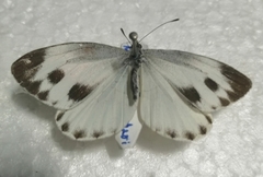 Lepidoptera