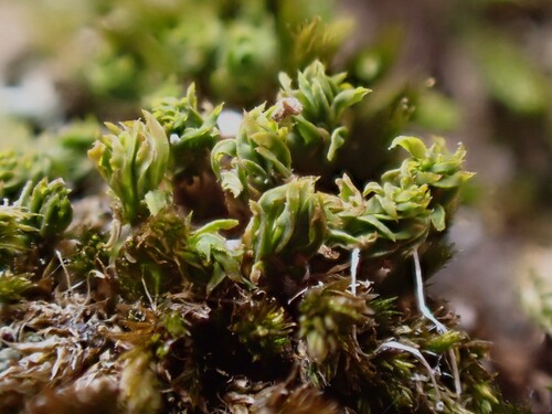 Leptodontium flexifolium observed 2026-05-09