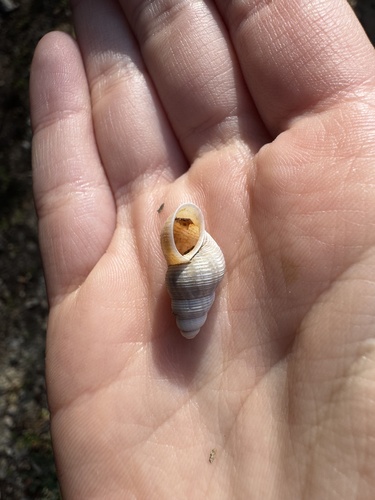 Tudorella ferruginea