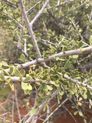 Boscia foetida