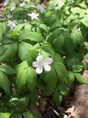 Anemonoides lancifolia