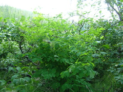 Thalictrum minus