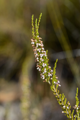 Erica pubigera