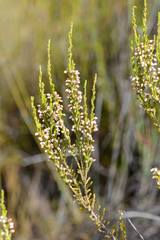 Erica pubigera