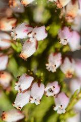 Erica pubigera