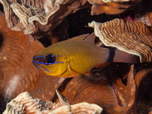 Elliot's cardinal fish (Ostorhinchus aureus) — Apogonidae — 5