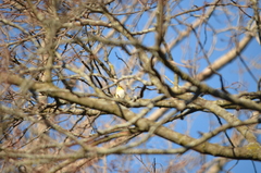 Spinus tristis