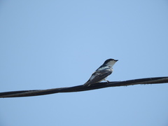 Tachycineta albilinea