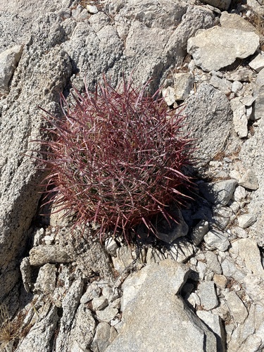 Barrel Cactus