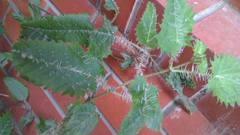 Vanessa itea