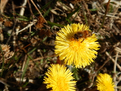 Apis mellifera