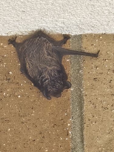 Silver-haired Bat observed by flapjack