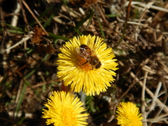 Apis mellifera