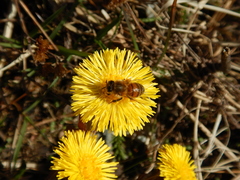 Apis mellifera