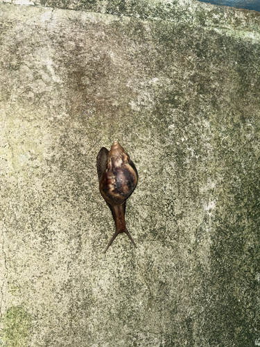 Lissachatina fulica