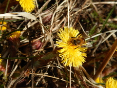 Apis mellifera