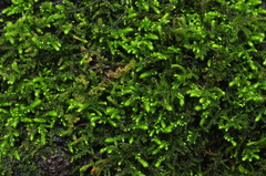 Claopodium bolanderi