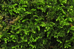 Claopodium bolanderi