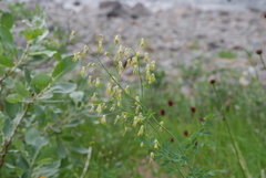 Thalictrum minus