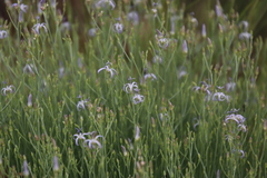 Wahlenbergia magaliesbergensis