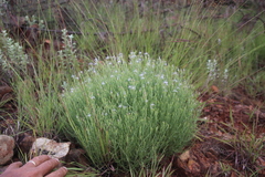 Wahlenbergia magaliesbergensis