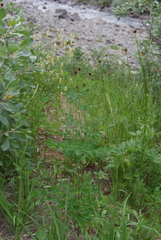Thalictrum minus