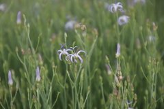 Wahlenbergia magaliesbergensis