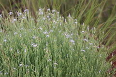 Wahlenbergia magaliesbergensis