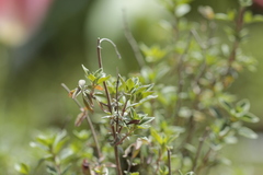 Origanum majorana