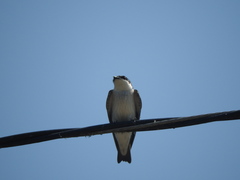 Tachycineta albilinea