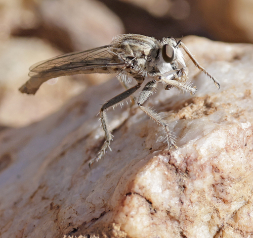 Proctacanthella exquisita