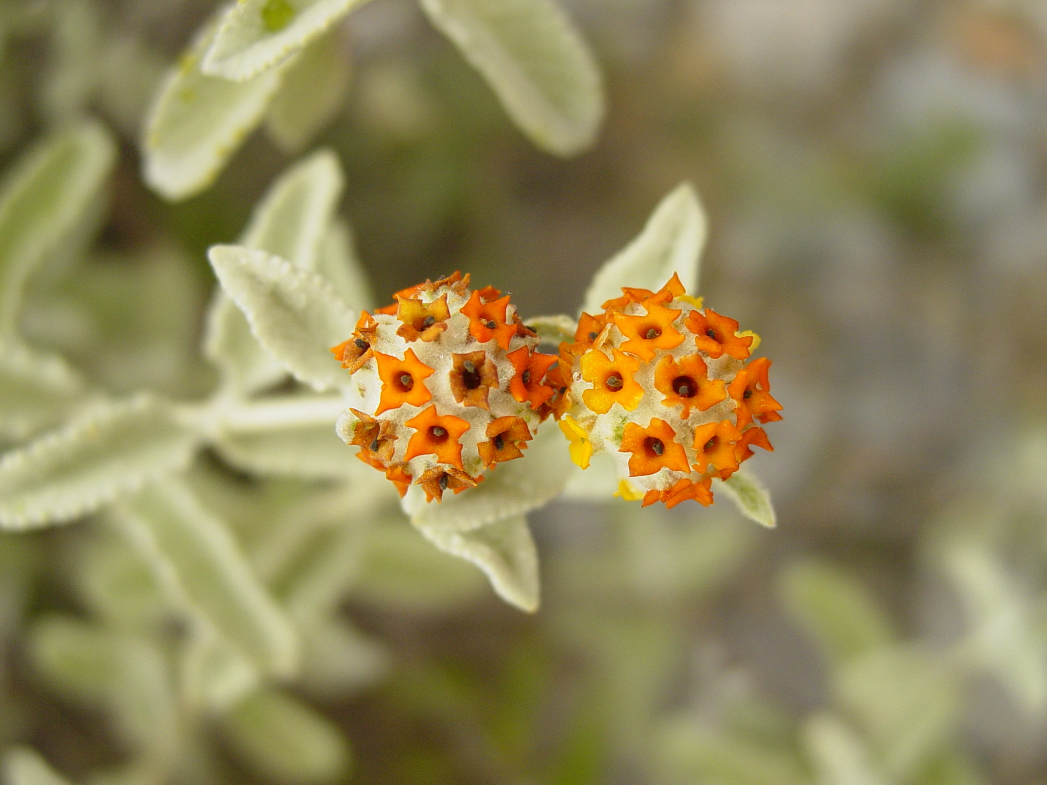 Buddleja marrubiifolia