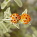 Woolly Butterflybush - Photo (c) Carlos G Velazco-Macias, some rights reserved (CC BY-NC), uploaded by Carlos G Velazco-Macias