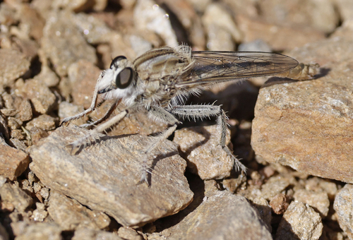 Proctacanthella exquisita