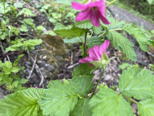 Salmonberry