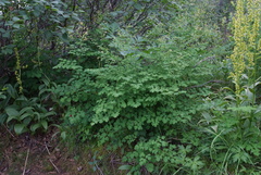 Thalictrum minus