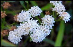 Ageratina jucunda