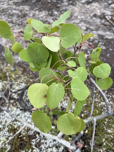 quaking aspen