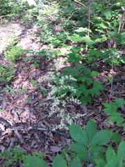 Stenanthium gramineum