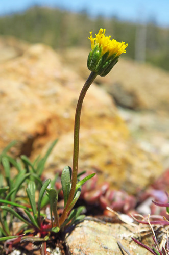 Erigeron bloomeri var. nudatus