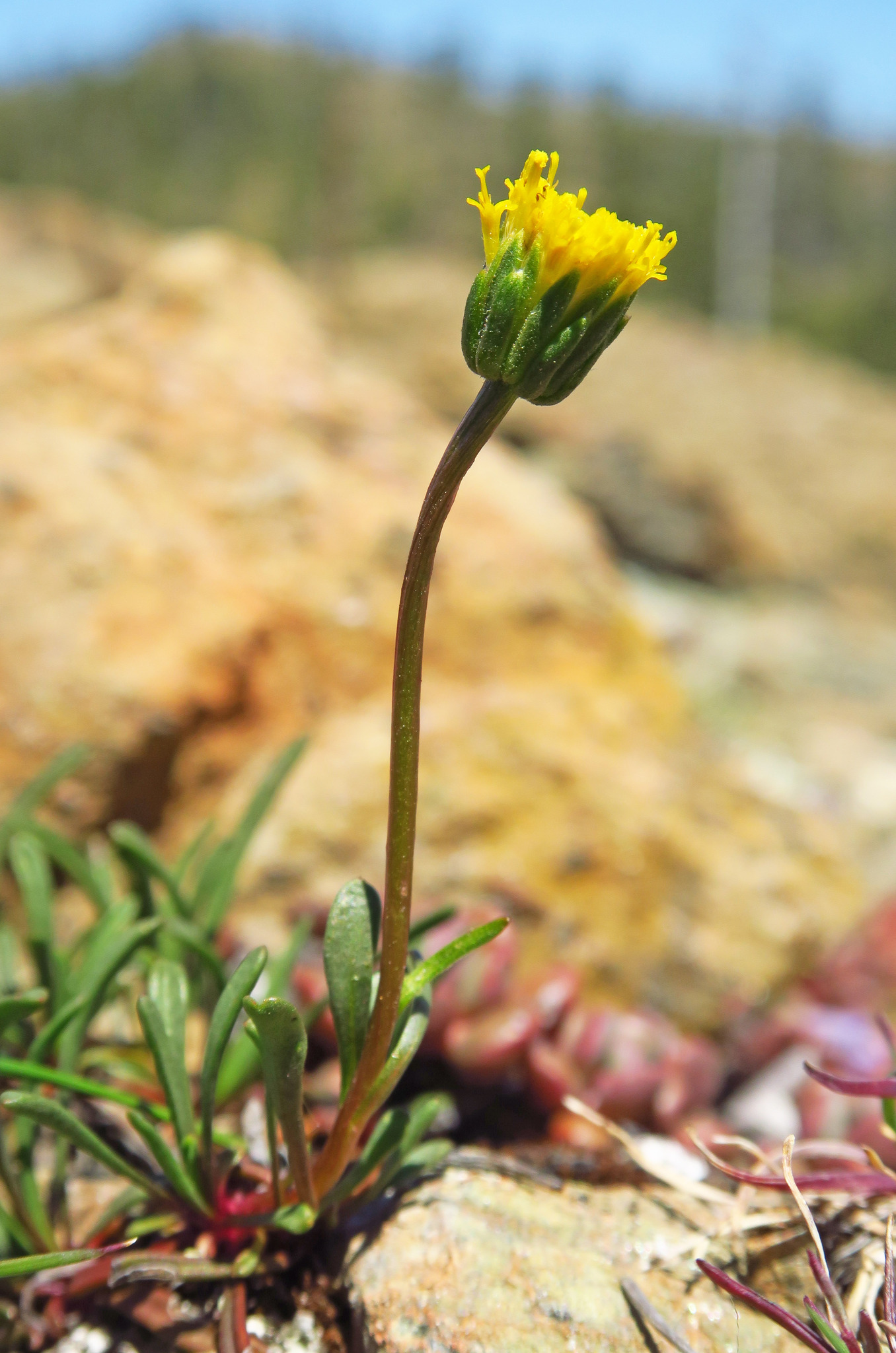 Erigeron bloomeri var. nudatus