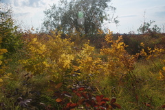 Thalictrum minus