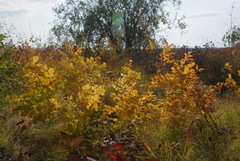 Thalictrum minus