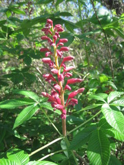 Aesculus pavia pavia