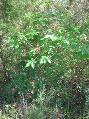 Aesculus pavia pavia