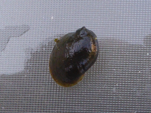Wandering Snail, Bergambacht, Nederland, photo 10 of 10