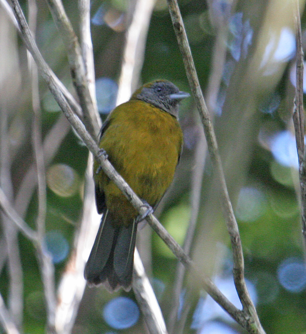 Olive-backed Tanager illustration
