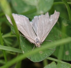 Udea uliginosalis